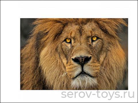 Набор ДТ Алмазная мозаика AC22101 Взгляд льва 22*32см на подрамнике Рыжий кот