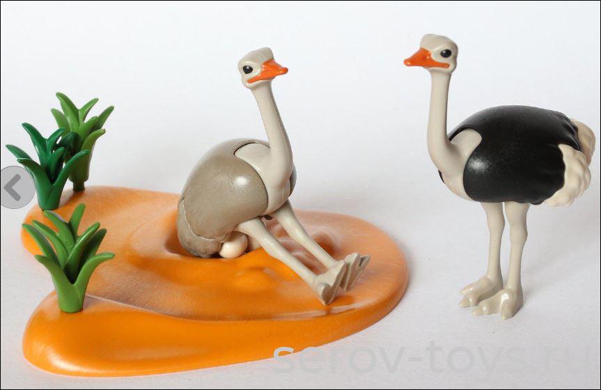 Семья страусов с гнездами 4831pm